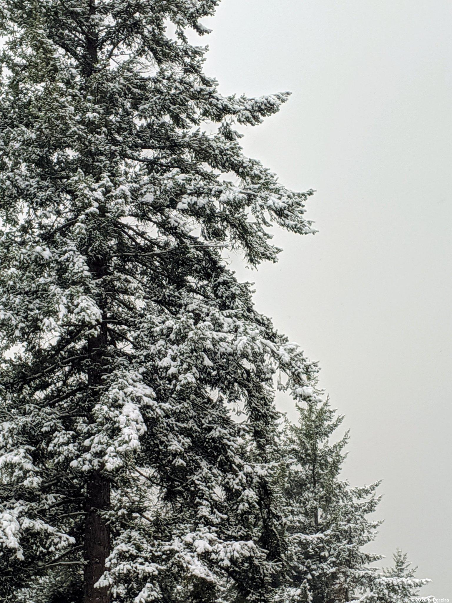snowy-trees.jpg
