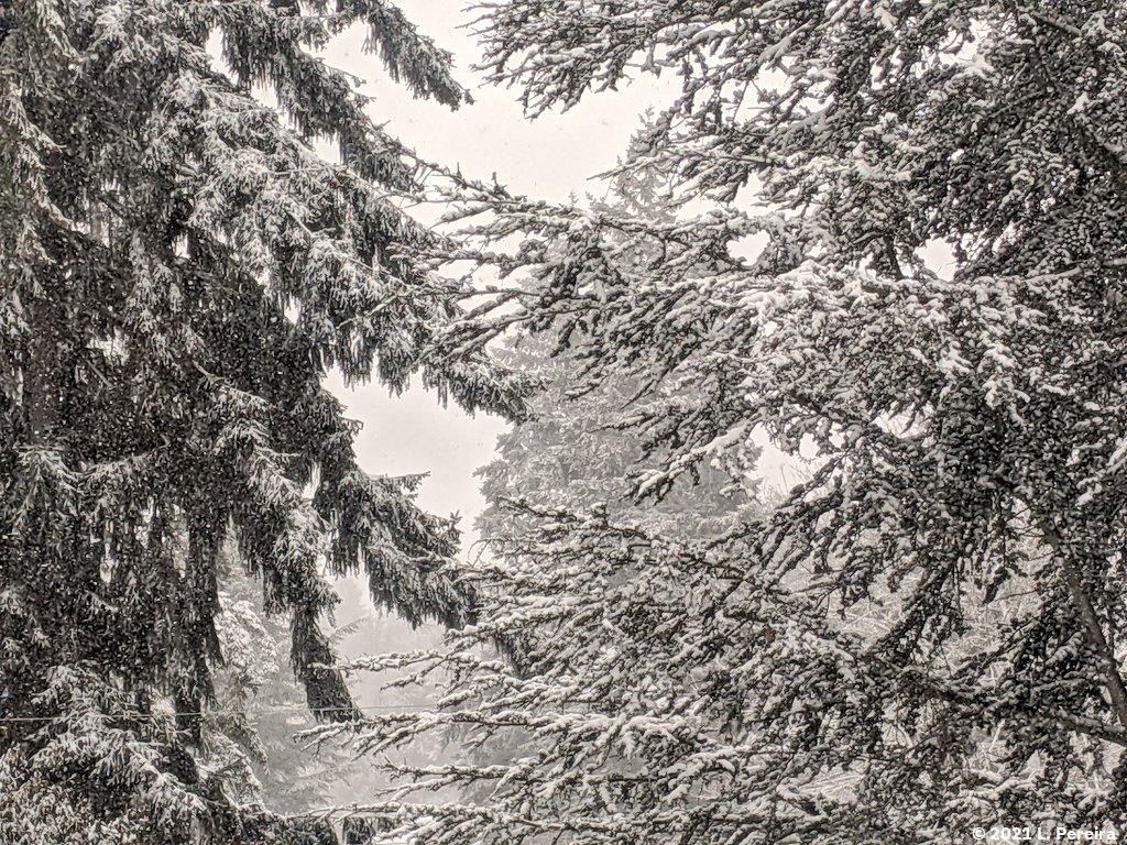 snowtrees.jpg