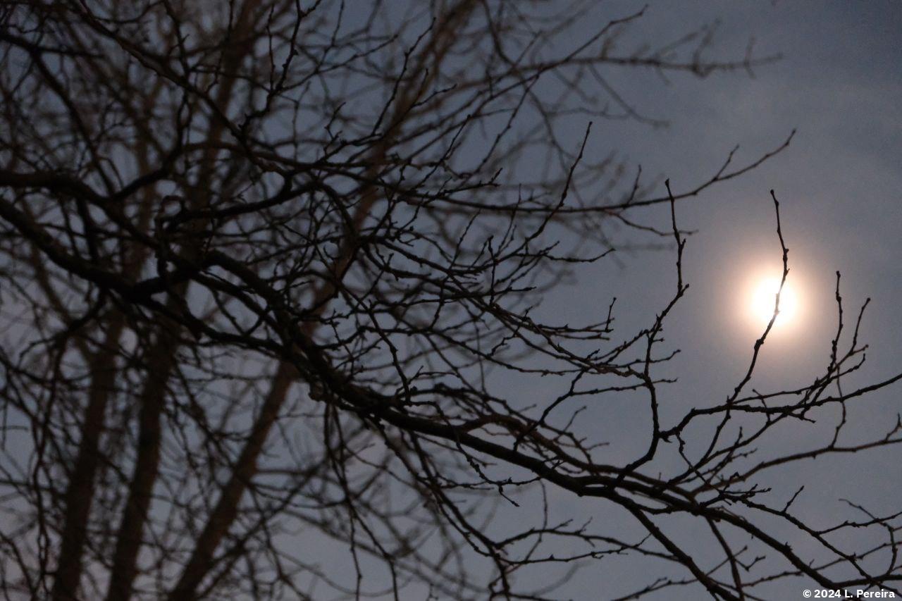 burlington-total-eclipse-trees.jpg